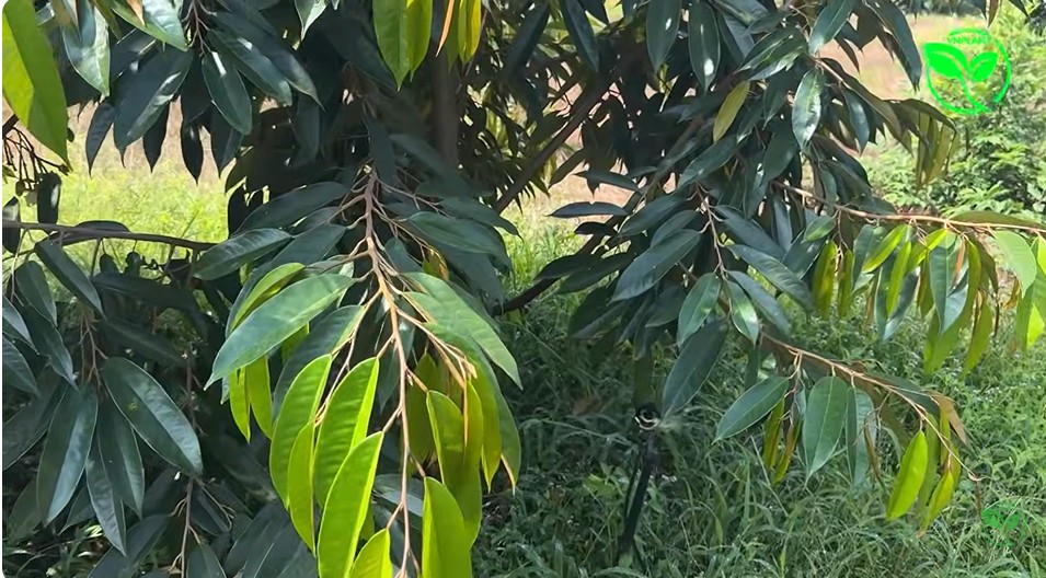 he thong tuoi sau rieng sau 3 nam bec hoat dong tot